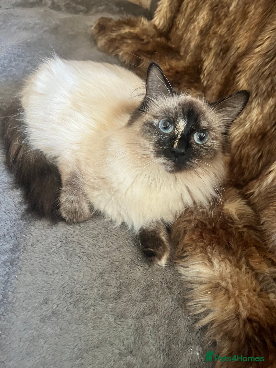 Mixed Breed cats for sale: Last boy available! - Advert 2