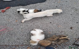 Lhasa Apso dogs for sale: Lhasa Apso Puppies  - Image 3