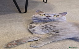 British Shorthair cats for sale: Rare lilac British shorthair  - Image 4
