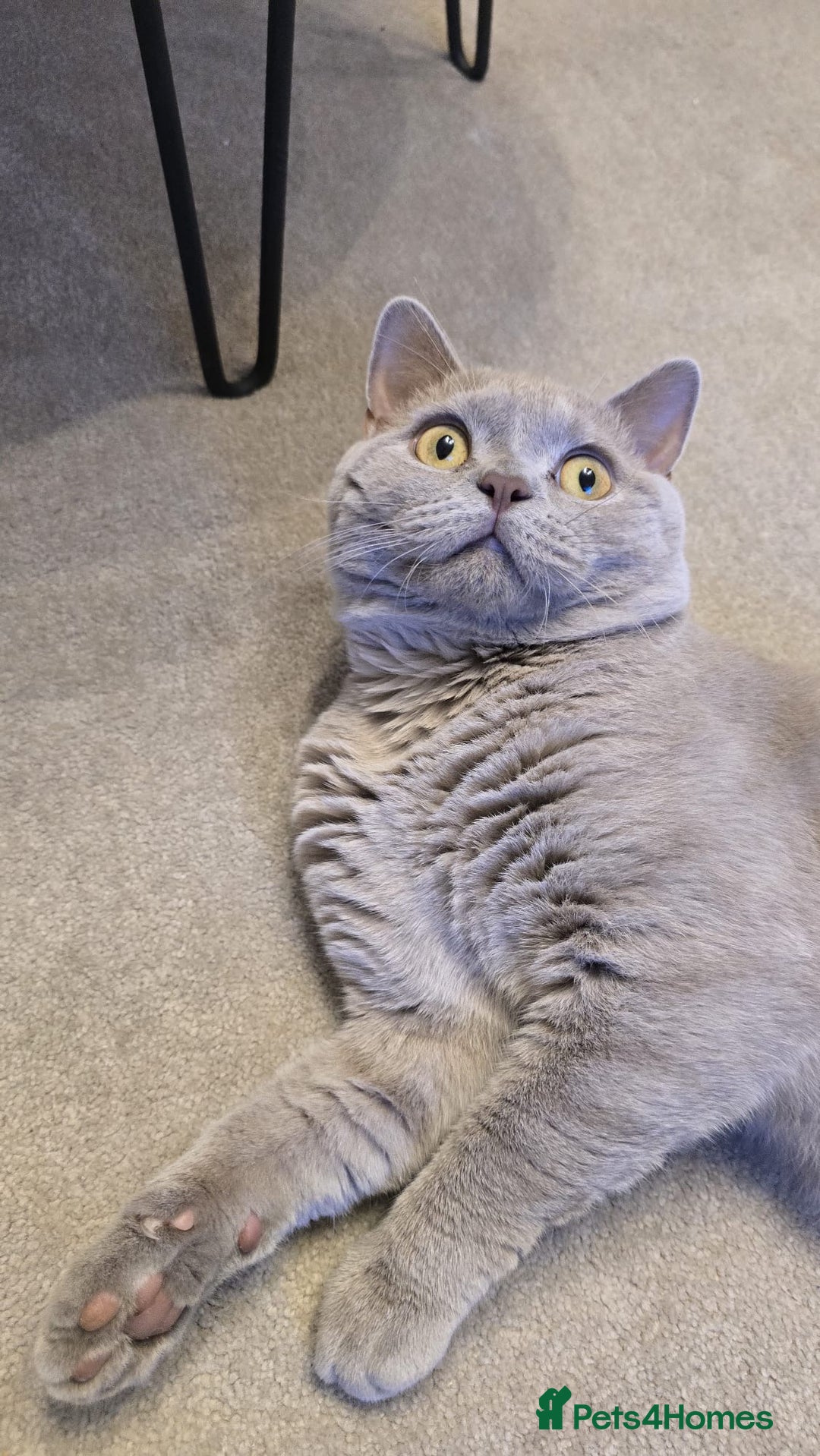 British Shorthair cats for sale: Rare lilac British shorthair  - Image 4