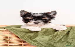 Biewer Terrier dogs for sale: Pure breed Biewer Terrier puppies 4 Generation  - Advert 2