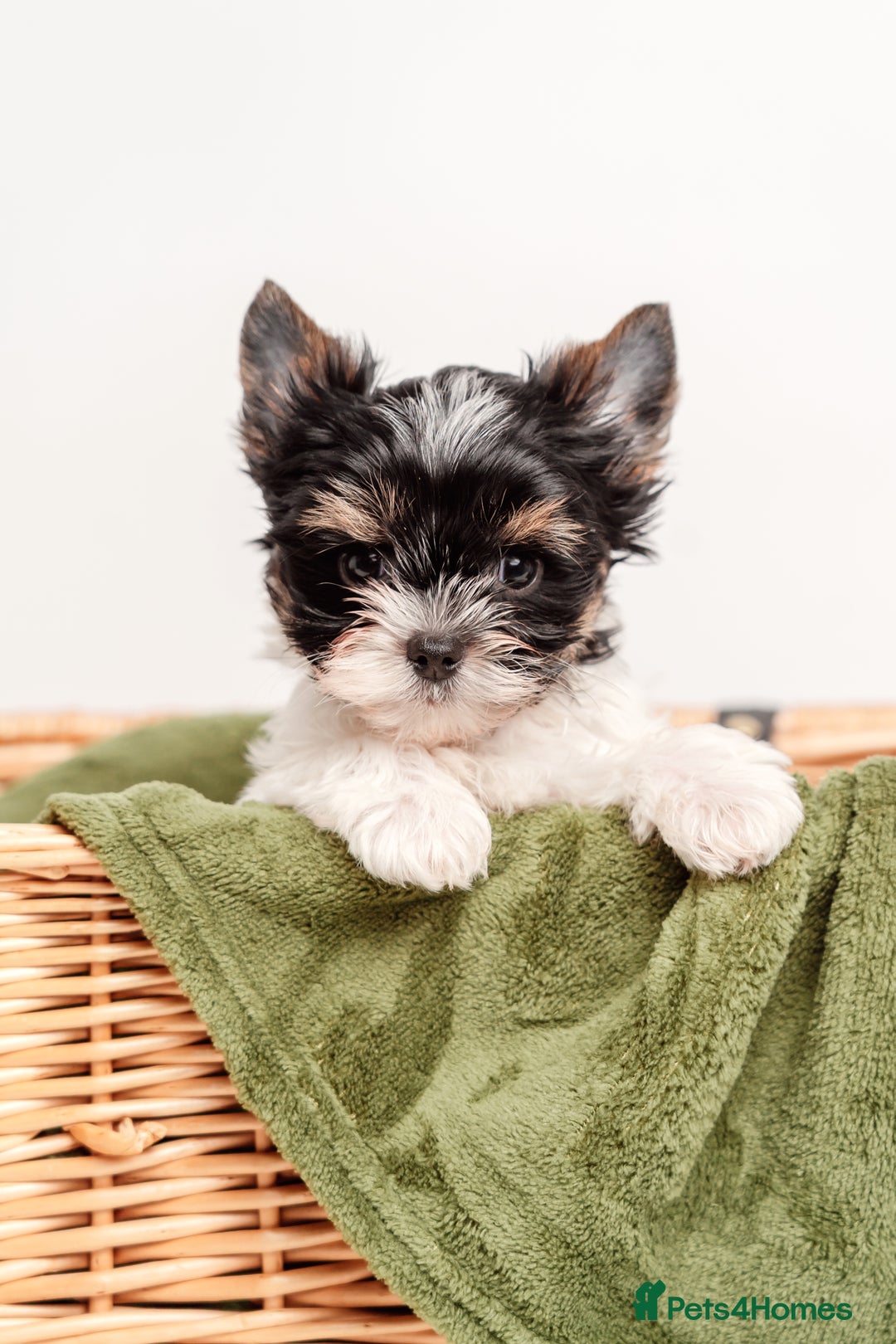 Biewer Terrier dogs for sale: Pure breed Biewer Terrier puppies 4 Generation  - Advert 2