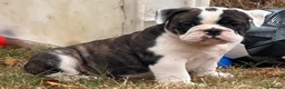 Olde English Bulldogge dogs for sale: 🐾2 Olde English bulldog puppies left 🐾 - Advert 11