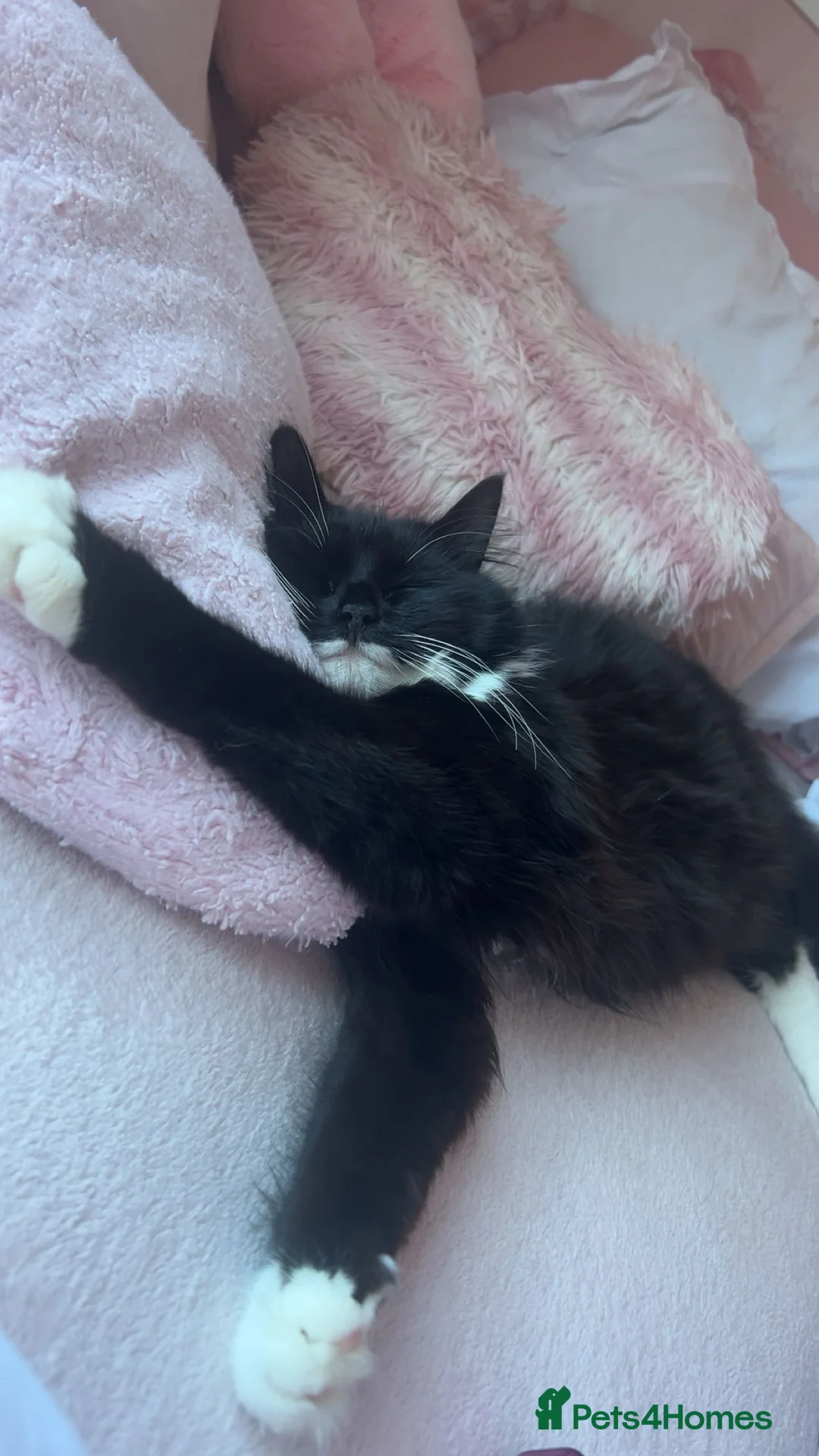 Mixed Breed cats for sale: 3 KITTENS FOR SALE  - Advert 2