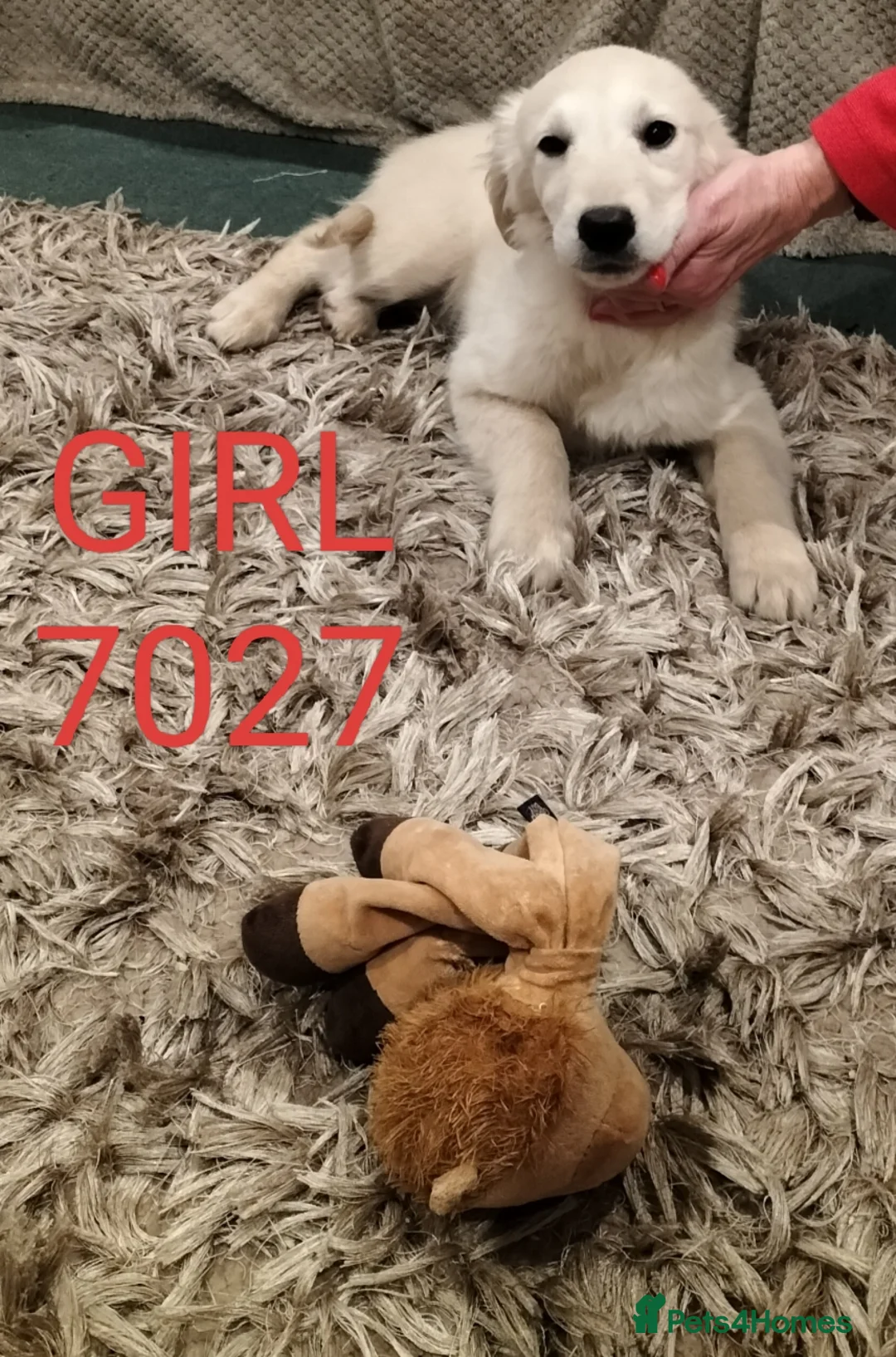 Golden Retriever dogs for sale: GOLDEN RETRIEVER PUPS - Advert 7