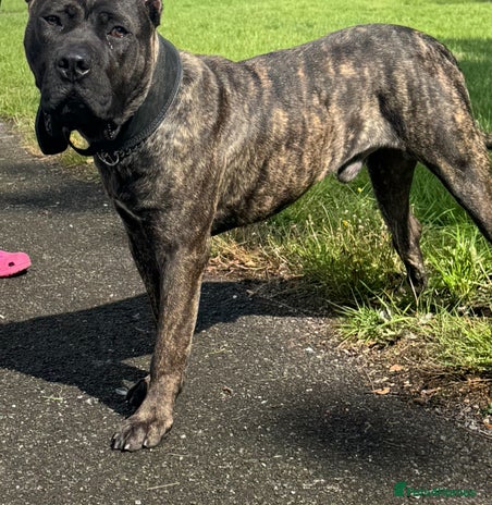 Presa Canario dogs - Advert 1