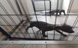 Staffordshire Bull Terrier dogs for sale: Blue male staff puppies  - Image 9