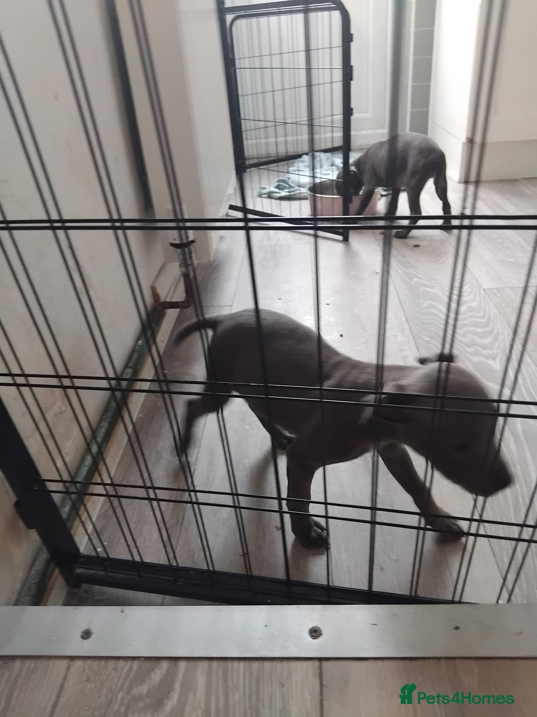 Staffordshire Bull Terrier dogs for sale: Blue male staff puppies  - Image 9