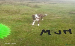 Border Collie dogs for sale: Border collie puppies  - Image 5