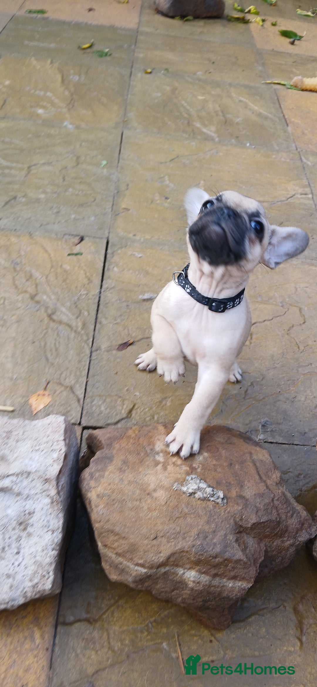 French Bulldog dogs for sale: Quality standard french bulldogs.  - Advert 8