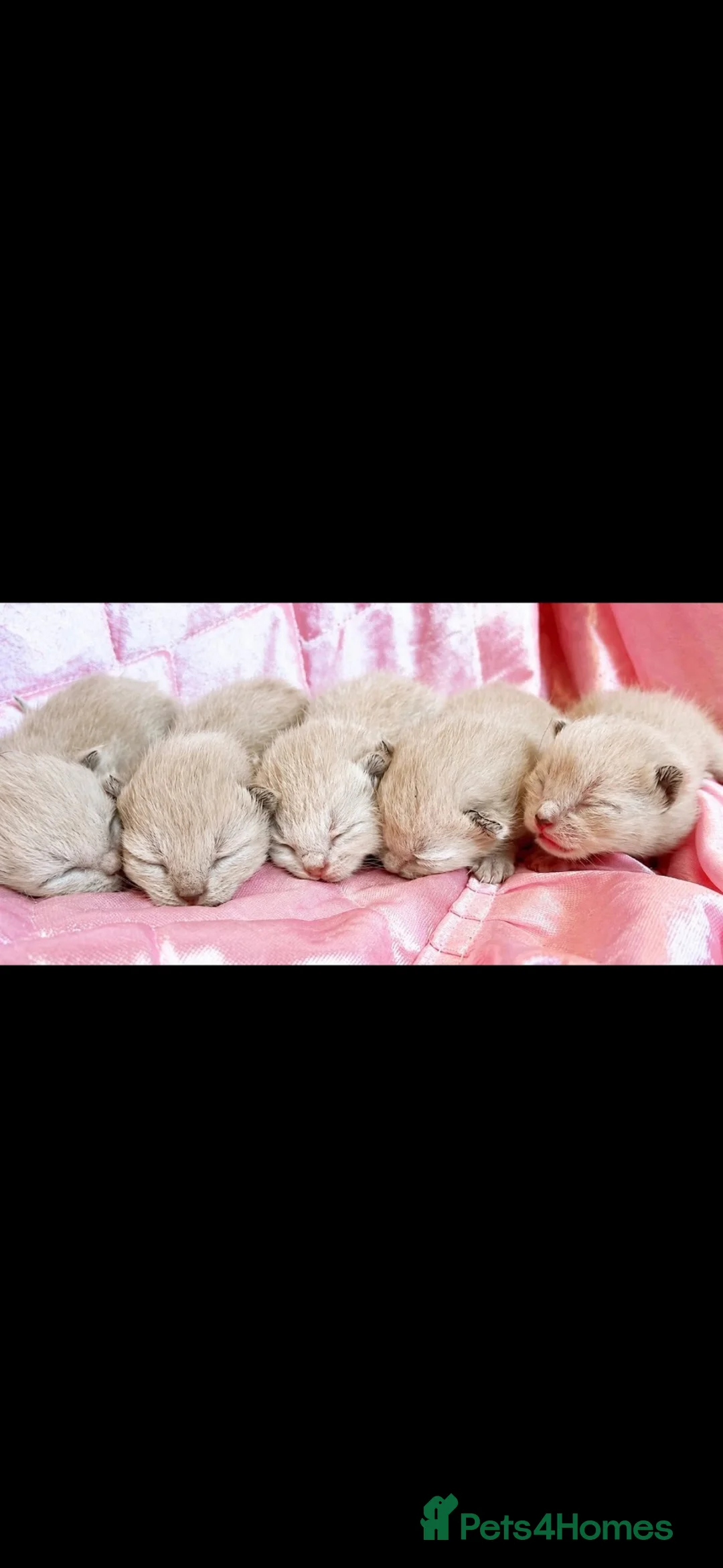 Ragdoll cats for sale: Ragdoll x bengal  bengal x maincoon - Advert 2