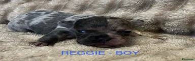 REGGIE