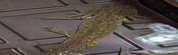 Axolotl reptiles for sale: Beautiful hypo baby Axolotls available last few  - Advert 13