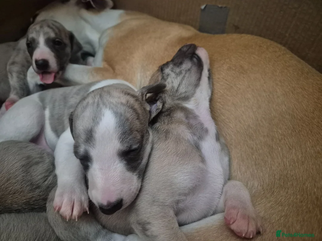 Whippet dogs for sale: Beautiful Whippet puppy's for sale - Advert 24