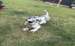 Mixed Breed dogs for sale: Italian Daniff Pups  - Image 18