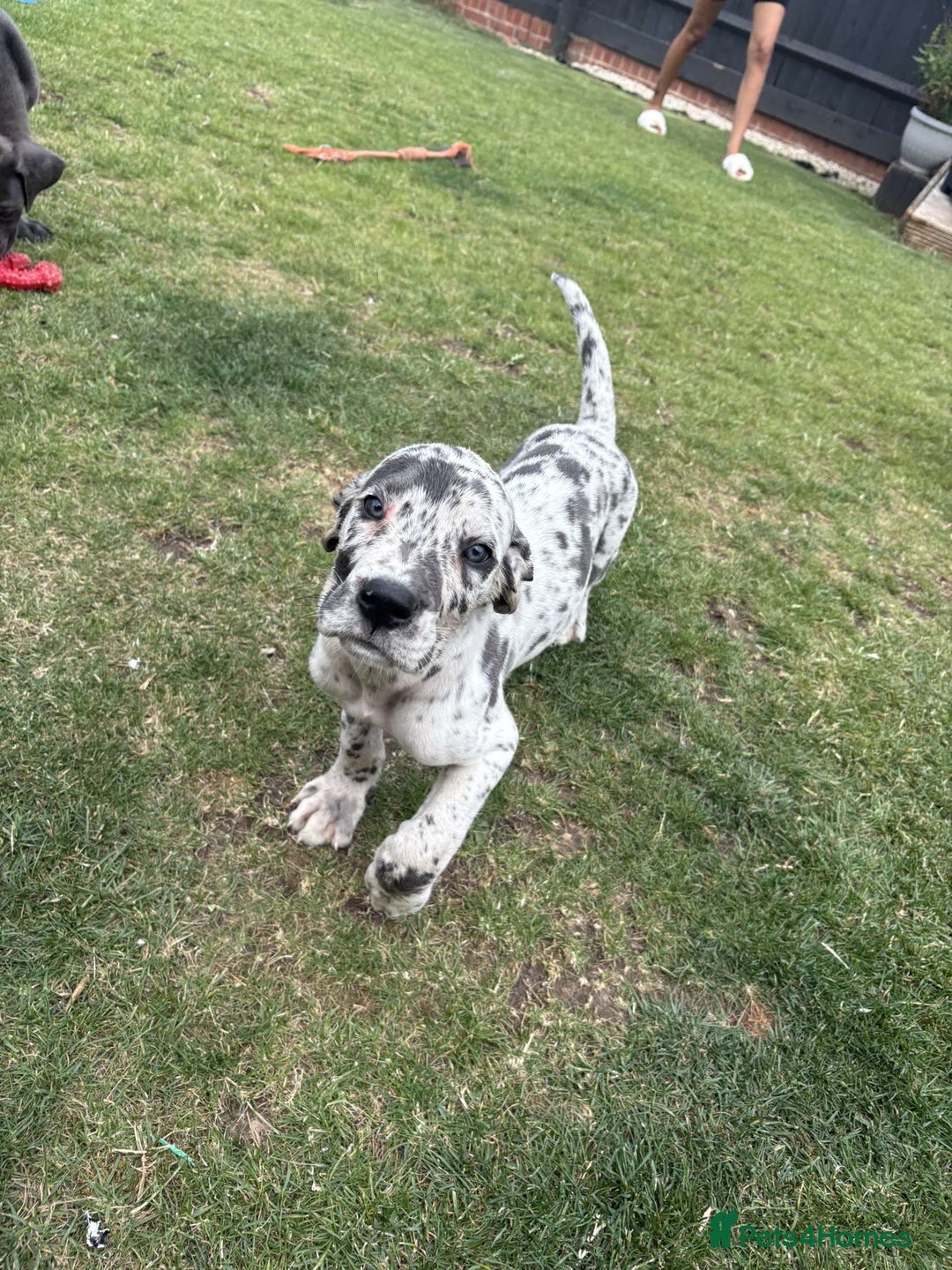 Mixed Breed dogs for sale: Italian Daniff Pups  - Image 18