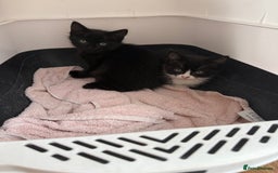 Mixed Breed cats for sale: Kittens  - Image 4