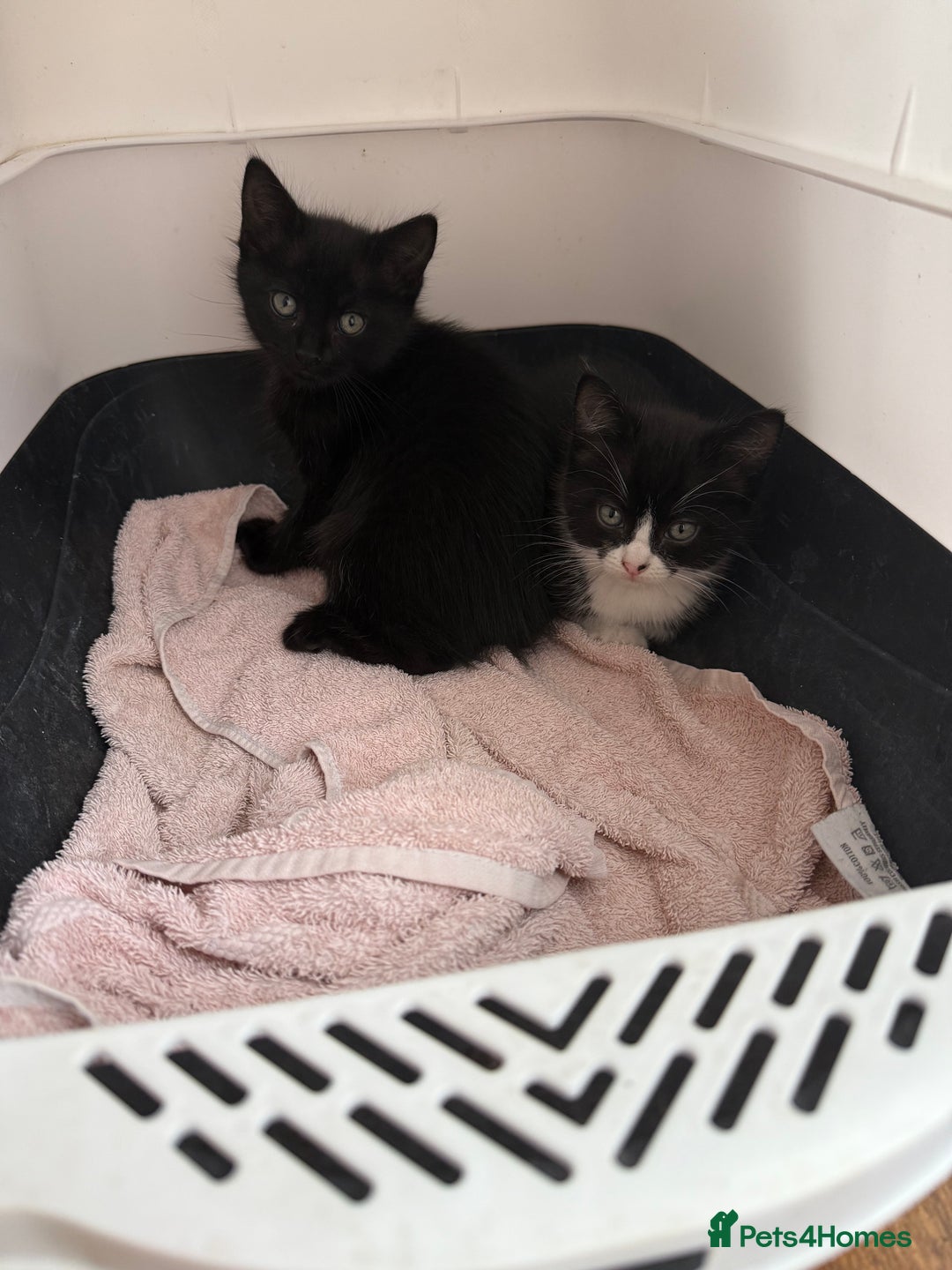 Mixed Breed cats for sale: Kittens  - Image 4