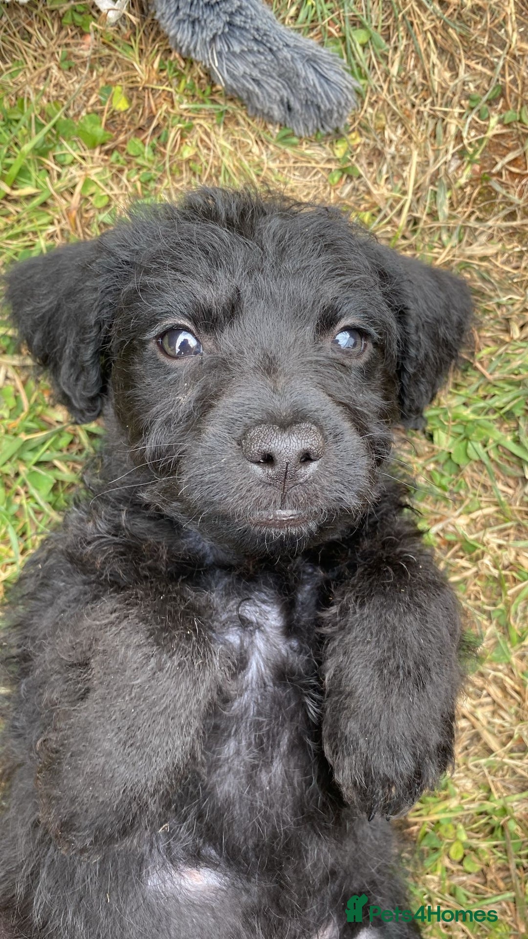 Labrador Patterdale Cross Poodle Puppies For Sale Patterdale