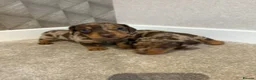 Miniature Dachshund dogs for sale: Exquisite Chocolate  Miniature Dachshunds in Ipswich - Advert 3