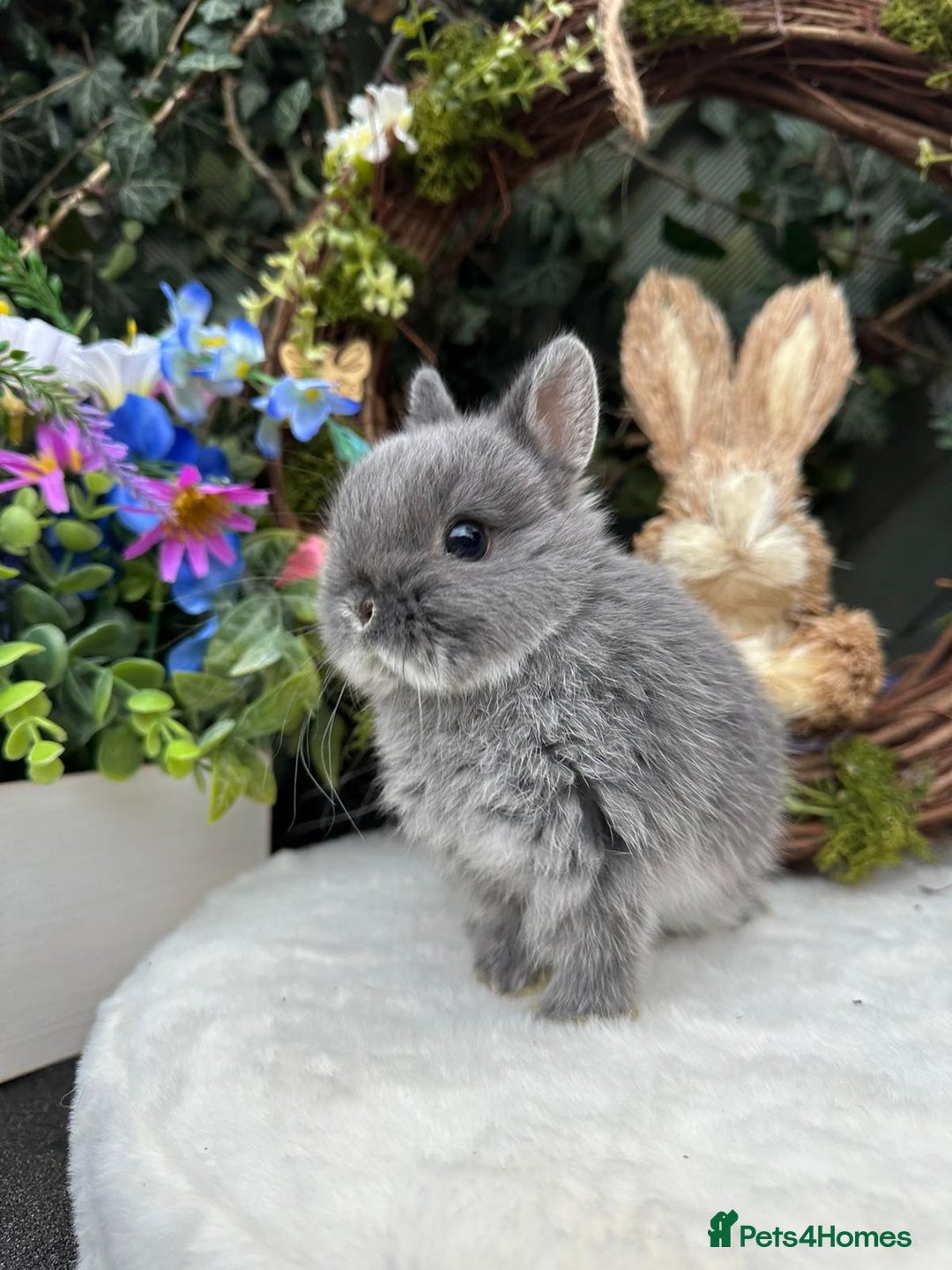 Netherland Dwarf rabbits for sale: Beautiful Netherland Dwarf Babys - Advert 3
