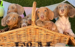 Miniature Dachshund dogs for stud: 🍦ALPHA mini cream pied🥧Smooth dachshund Proven! in Mexborough - Image 6