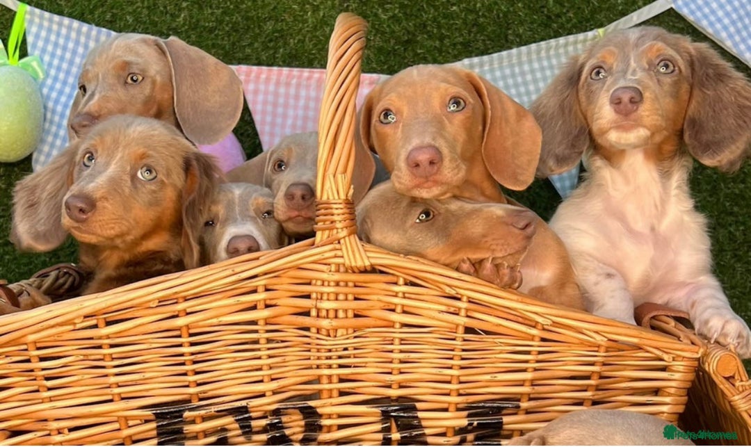 Miniature Dachshund dogs for stud: 🍦ALPHA mini cream pied🥧Smooth dachshund Proven! in Mexborough - Image 6