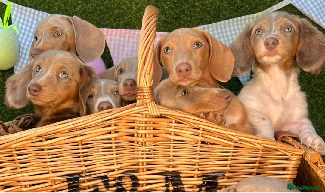 Miniature Dachshund dogs for stud: 🍦ALPHA mini cream Int/Int pied Smooth dachshund ! in Mexborough - Advert 6