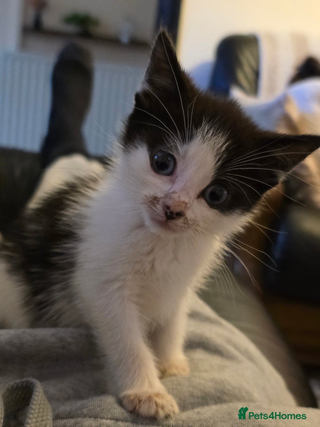 Mixed Breed cats for sale: Beautiful Calico Kittens - Image 24