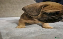 Mixed Breed dogs for sale: Frenchbulldog  cross puppies  - Advert 9