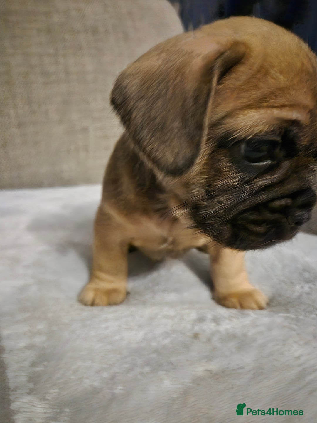 Mixed Breed dogs for sale: Frenchbulldog  cross puppies  - Advert 9
