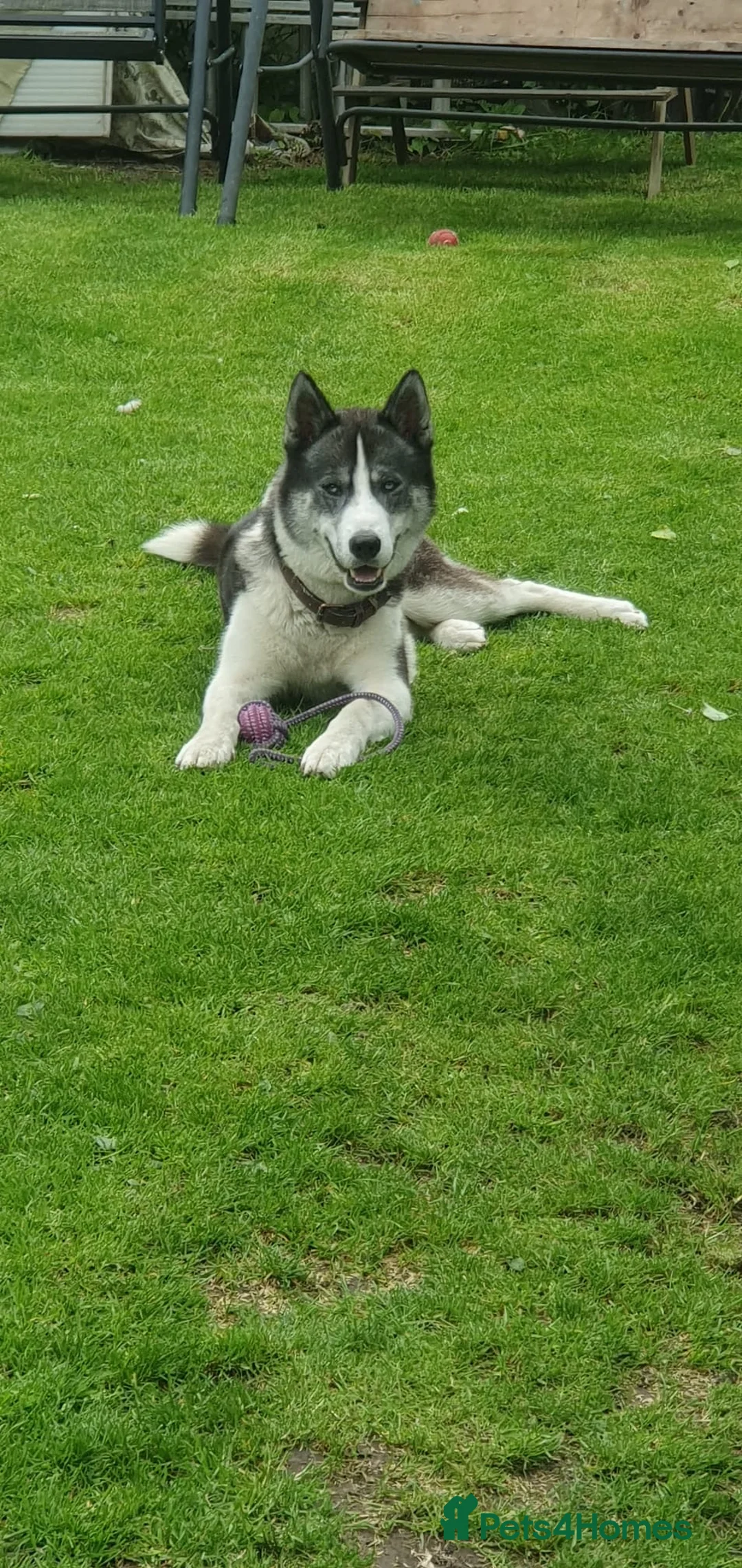 Siberian Husky dogs for stud: Pablo  in Birmingham - Advert 2
