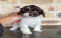 Cavapoo dogs for sale: Beautiful purebred Cavapoo Puppies - Image 21