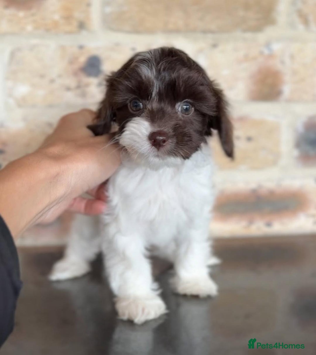 Cavapoo dogs for sale: Beautiful purebred Cavapoo Puppies - Image 21