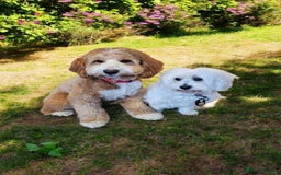 Mixed Breed dogs for sale: Australian Labradoodle/ Coton De Tulear  - Image 7