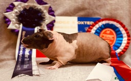 Guinea Pig rodents for sale: Skinny pig, werewolf and Baldwin breeder - Image 2