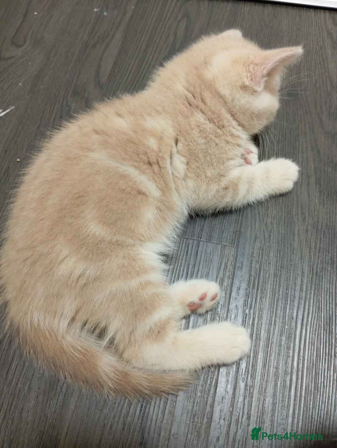 Scottish Fold cats for sale: Gorgeous ginger and creamy Scottish folds/straight - Image 10