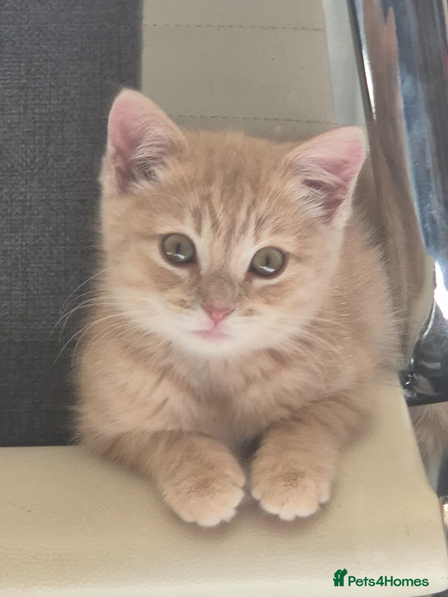 Mixed Breed cats Grey Scottish Shorthair mixed breed kittens - Advert 1