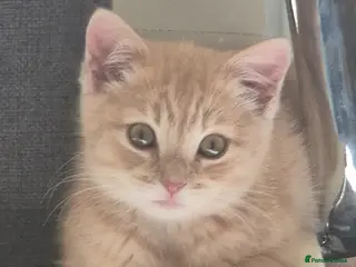 Mixed Breed cats Grey Scottish Shorthair mixed breed kittens - Advert 3