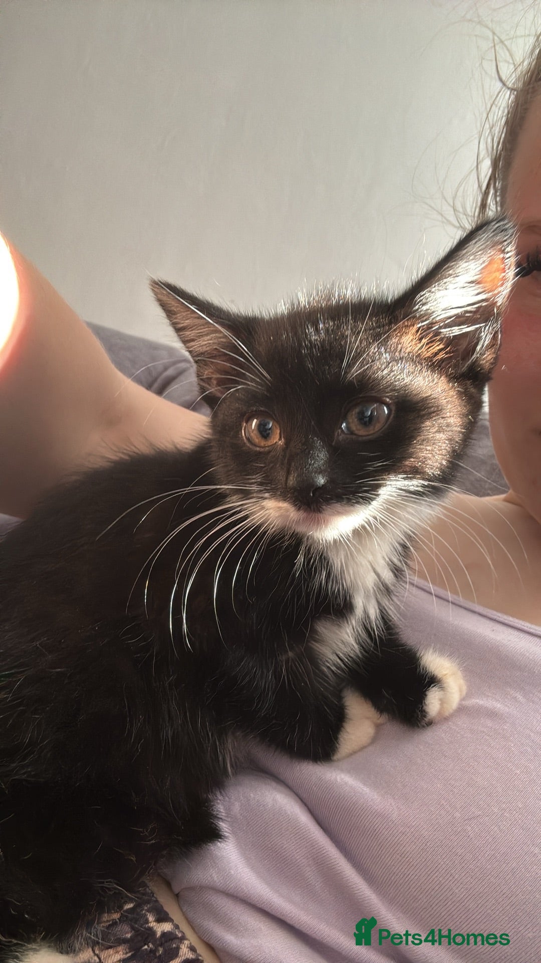 Mixed Breed cats Black and white tuxedos kittens  - Advert 2
