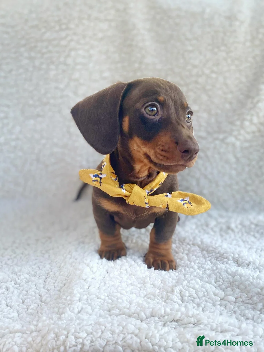 Miniature Dachshund dogs for stud: Cracking Jack At Towkay - Available for Stud - Advert 6
