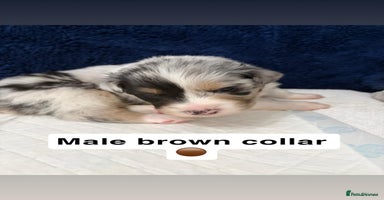 Australian Shepherd dogs - Advert 1