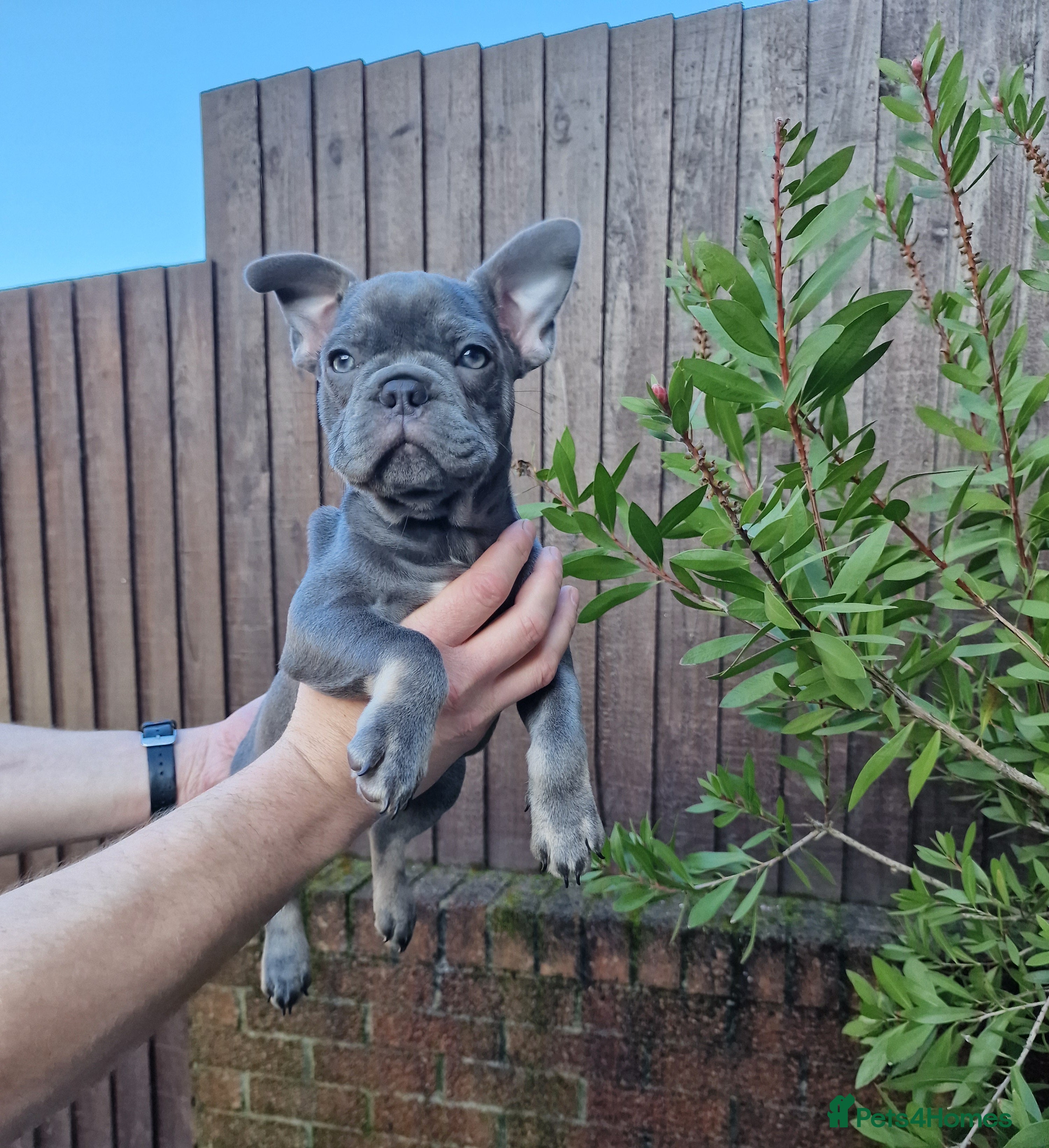 French Bulldog dogs French bulldog - Advert 1