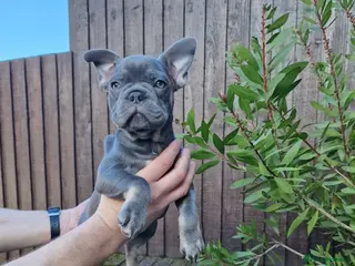 French Bulldog dogs French bulldog - Advert 1