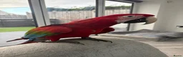 Parrots birds for sale: Greenwing Macaw - Advert 17