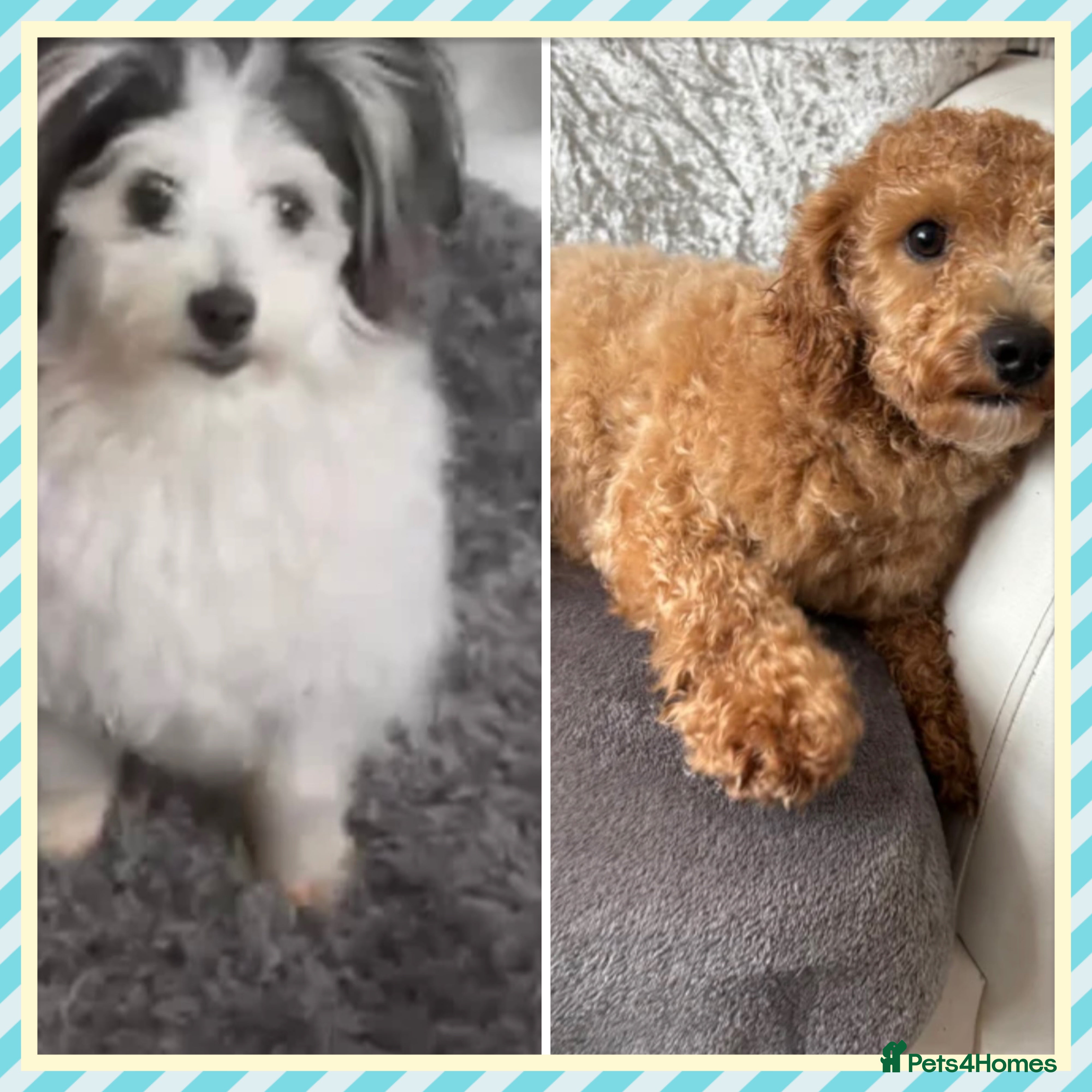 Maltipoo dogs gorgeous young dogs looking for forever home  - Advert 9