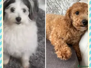 Maltipoo dogs gorgeous young dogs looking for forever home - Advert 5