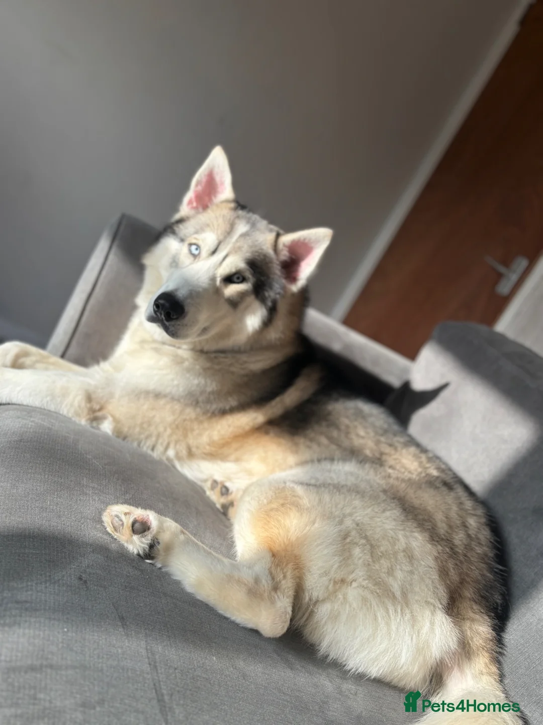 Siberian Husky dogs for sale: Siberian husky for rehoming in Sandy - Advert 4