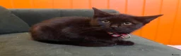 British Shorthair cats for sale: Rescue Kittens Looking for Forever Families  - Advert 4