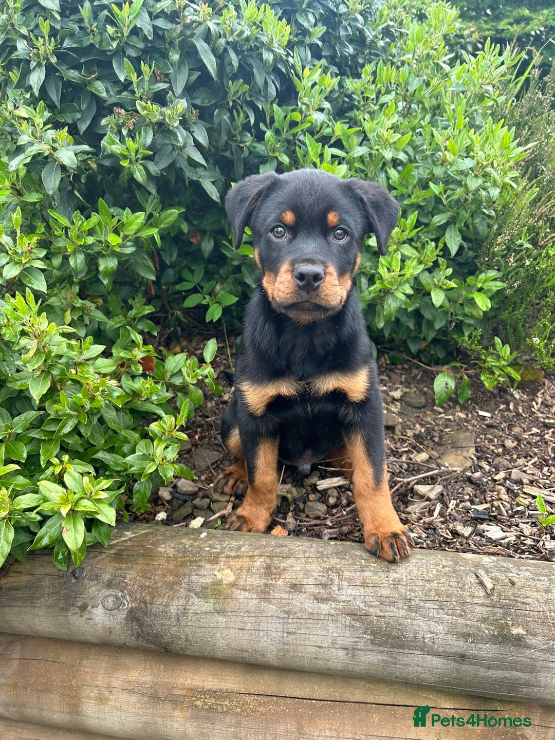 Rottweiler dogs for stud: Rottweiler for stud 🇩🇪 - Advert 5